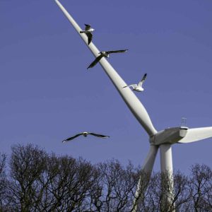 Painting wind turbines black could help protect birds –  if it doesn’t disrupt their migration