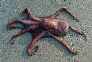 Human or octopus? It matters for the future of rooftop solar and batteries