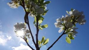 Shaded, not stewed: Solar study examines how PV could protect fruit orchards