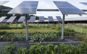 Agrisolar: Solar industry hopes farmers will help solve grid access problems