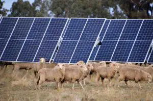 Fortescue blames “policy ambiguity” as it pulls pin on renewables plan for  Australia’s biggest sheep station