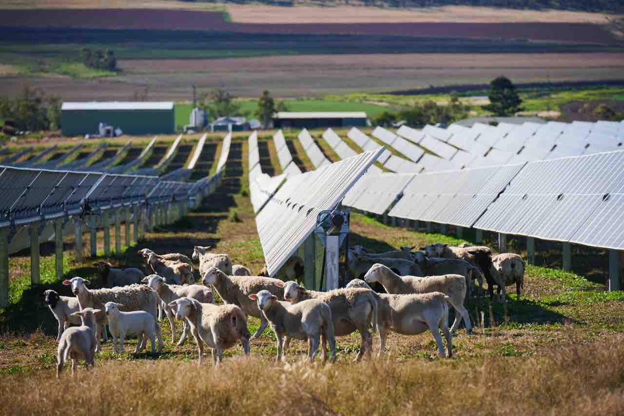 nextracker solar sheep
