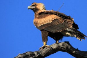 Winglets inspired by Andean condor could improve wind turbine efficiency by 10 pct