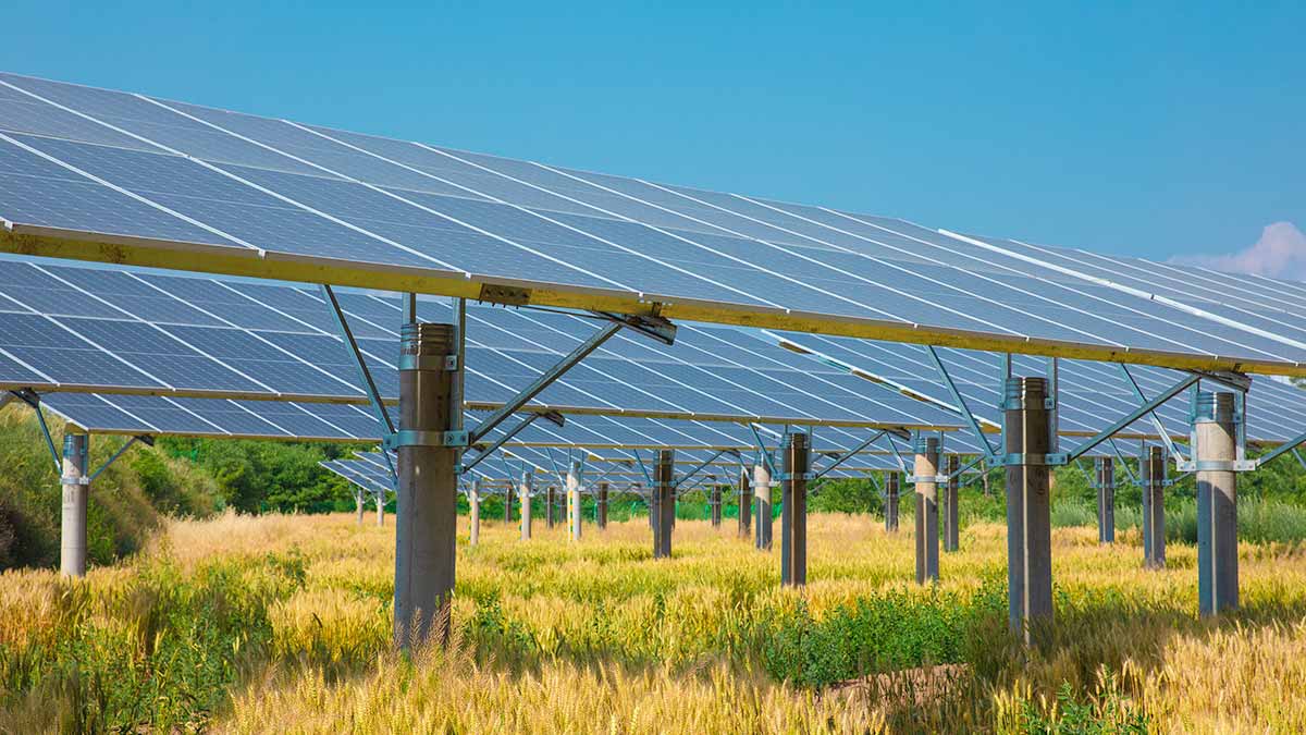 Solar module arrays and wheat grown at a 100 MW solar power station in Shaanxi Province. Image credit: Ang Ye