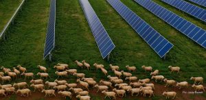 NSW “agri-solar” farm and potential 600MWh battery gets kick-along from CEFC