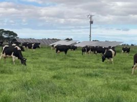 “At least they’ll have free power:” Renewables change future for organic dairy farm