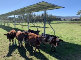 Solar farms put cow comfort and crop yield ahead of harvesting electrons