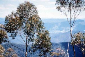 Stopping native forest logging could deliver billions in climate benefits, study says