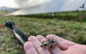 How solar farms can double as havens for our wildlife