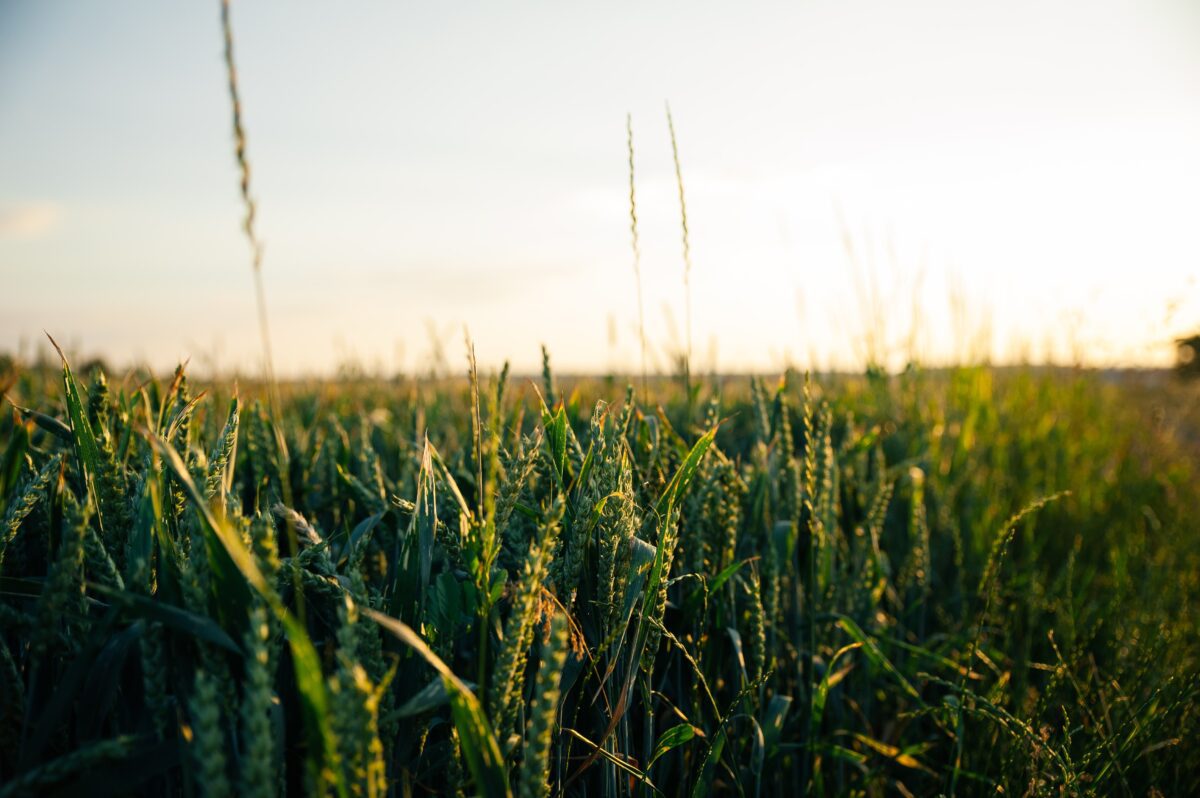 Double your money? Researchers tests co-benefits of farming crops with ...