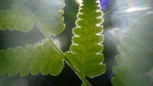 Plant power promises to shrink solar panel size, grow output, in new research