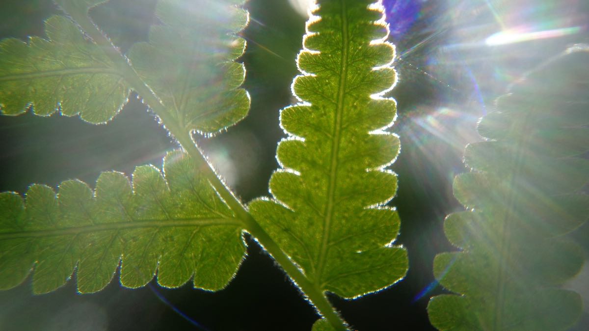 sunlight plant photosynthesis