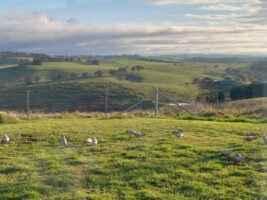 New NSW wind farm sends first bursts of power to the grid