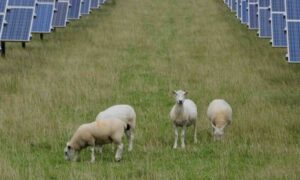 Australia’s biggest agri-solar and battery storage project wins planning approval