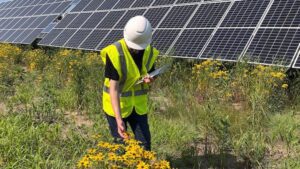 Solar farms and native grasses create pollinator havens and boost biodiversity, study finds