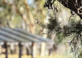 A town like Alice. How a complex, isolated solar grid could provide  blueprint for rest of Australia