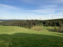 Delburn wind farm edges closer to construction in Latrobe Valley pine plantation