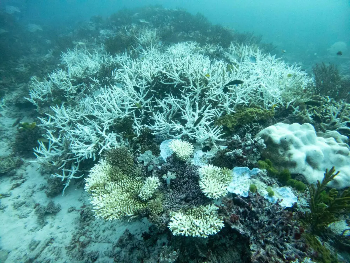 barrier reef bleaching