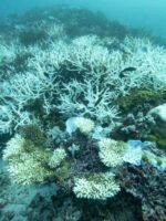 Great Barrier Reef headed for “in danger”