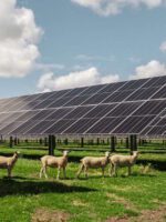 Solar farms can benefit nature and boost biodiversity.