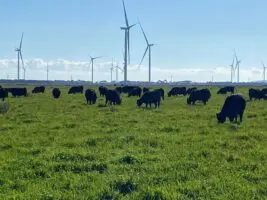 Prime farmland goes up for sale, with option to reap the harvest from 13 wind turbines