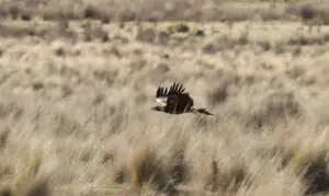 Wind farm owner says “blind spot” fixed to protect eagles from turbine blade strike