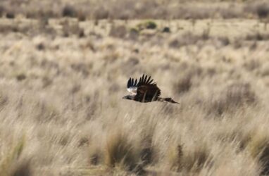 eagle tasmania wind farm