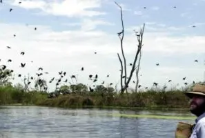 Australia is hosting a world-first “nature positive” summit. What is it, and why does it matter?