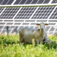 Grazing sheep among solar panels could produce higher quality wool, study finds