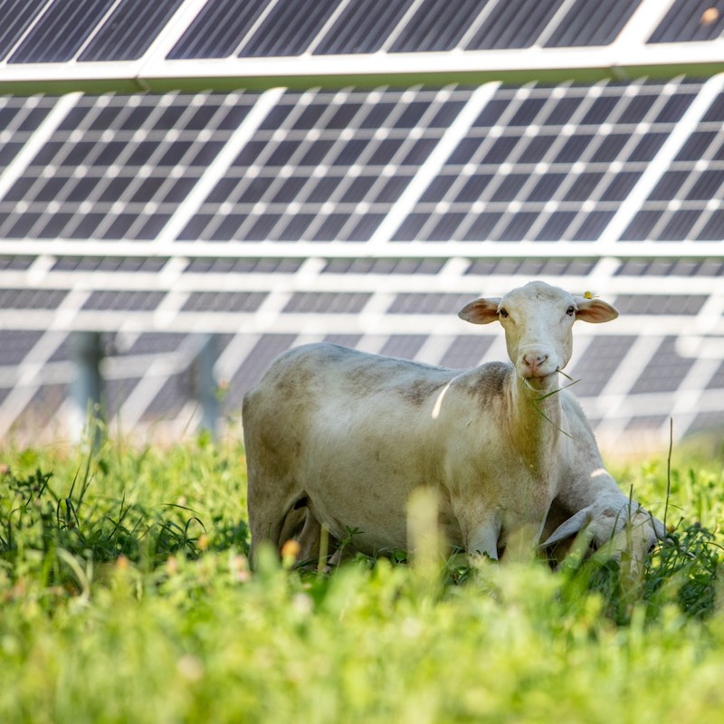 sheep solar farm wellington