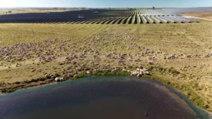 Australia’s biggest solar farm trebles profits despite grid outages