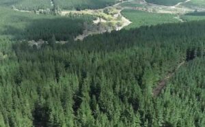 Pine forest wind project unveils plans for 8 megawatt turbines and a 2,000 MWh battery