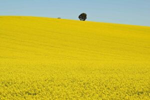 Bowen unveils $250m package for green fuels from canola, sugarcane, tallow and cooking oils