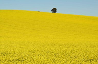 canola field