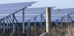 Solar farms can host up to three times as many birds as crop fields – new research