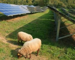 German developer takes solar grazing seriously with Deepwater project