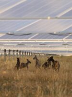 Australia is among the easiest places on planet to be green and competitive