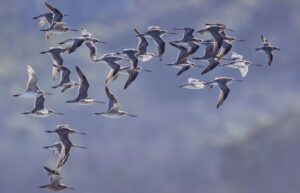 Photographer pleads guilty to trespass on Robbins Island after crossing high water mark