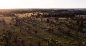 Solar project seeks federal green tick for its koala protection efforts after winning CIS tender