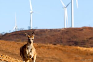 AGL eyes options for a 2 gigawatt plus wind energy portfolio after signing string of PPAs