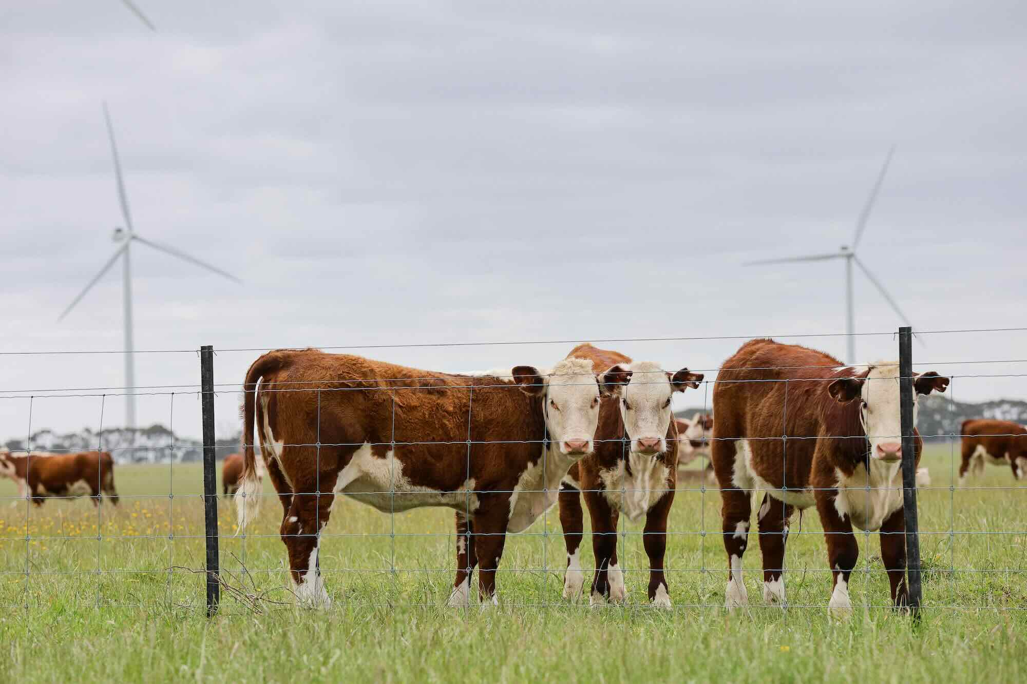Amazon Hawkedale wind farm Victoria