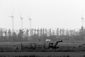 “Birds avoid turbines:” Two new studies suggest wind farms are not “killing machines” after all