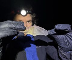 “Exciting to see them on video:” AI tech at wind sites could change what we know about bats and turbines