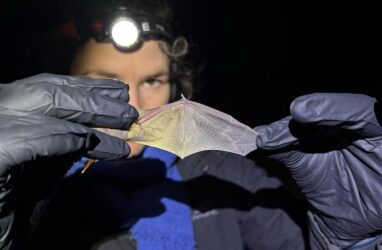 “Exciting to see them on video:” AI tech at wind sites could change what we know about bats and turbines