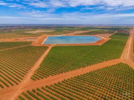 AGL to build one of Australia’s biggest non-mining microgrids, power almond farm with 85 pct renewables