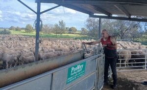 Old Henty farm show ploughs on despite worry Hanson’s opening act will steer debate into climate-denying rut