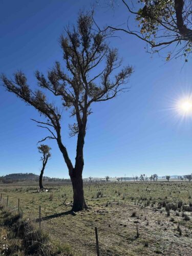 New England is in the midst of another dry spell, with places such as Armidale receiving about half their usual rain in the first seven months of 2026.