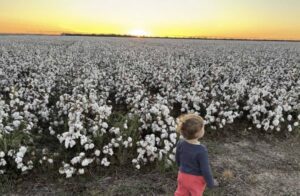 “Prices have doubled”: Farmers turn to wind and solar to make  fertiliser, and change conversation about renewables