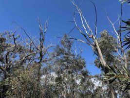 “Uncharted territory:” Fears as weather whiplash sparks tree die-off and dials up bushfire risk