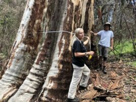 Decade-long tiff over using carbon credits brings Greens to debate the “Greater Glider in the room”